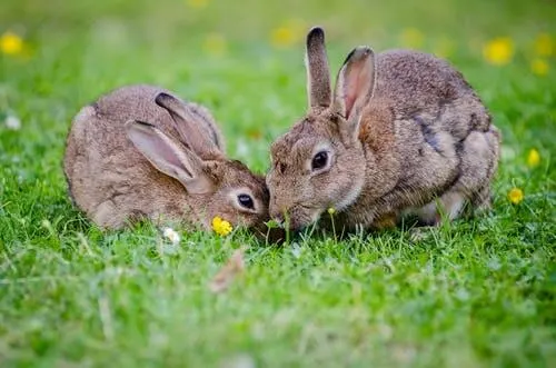 two easter bunnies on the farm