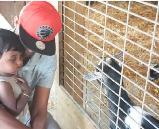 Dad and son looking at goats at the farm.