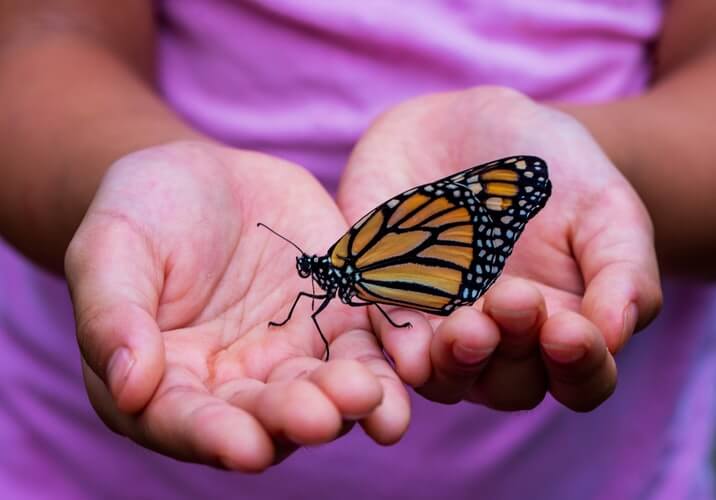 Child holding monarch butterfly at the Niagara Falls butterfly conservatory. 