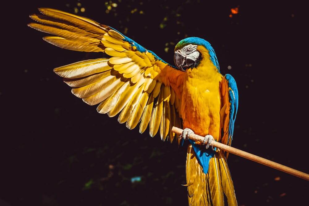 Parrot at Bird Kingdom Niagara Falls.