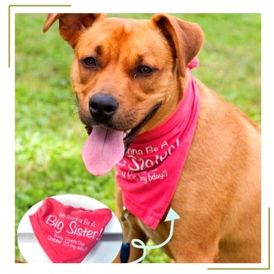 dog pregnancy announcement with diy bandanna 