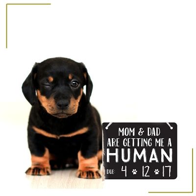 dog with pregnancy announcement sign